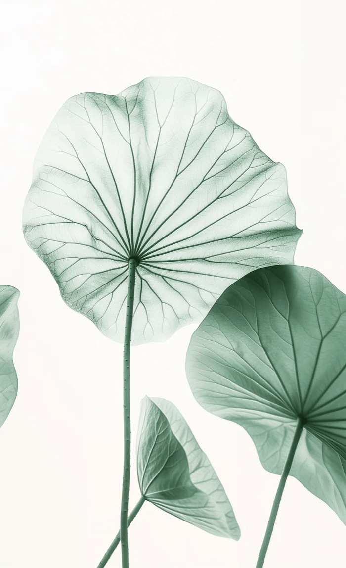 Esprit Lotus - Un Papier Peint Raffiné aux Teintes Douces - Illulart: Papier peint panoramique