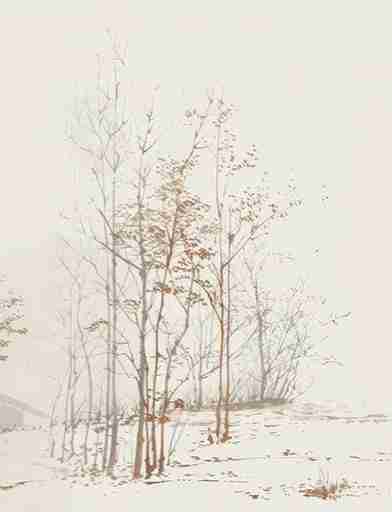 Évasion en Forêt : Une Balade Dans les Bois Gris et Minimaliste - Illulart: Papier peint panoramique