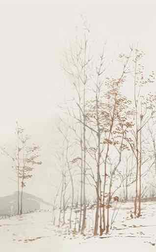 Évasion en Forêt : Une Balade Dans les Bois Gris et Minimaliste - Illulart: Papier peint panoramique