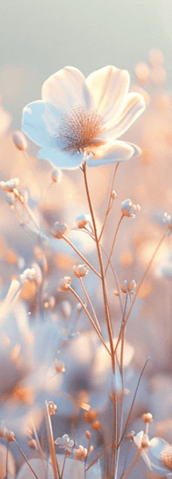 Floraison lumineuse - Illulart: Papier peint panoramique