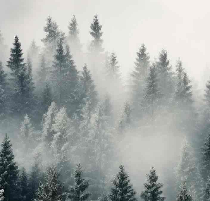 Forêt brumeuse mystique - Illulart: Papier peint panoramique