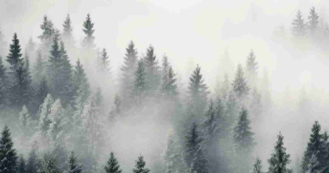 Forêt brumeuse mystique - Illulart: Papier peint panoramique