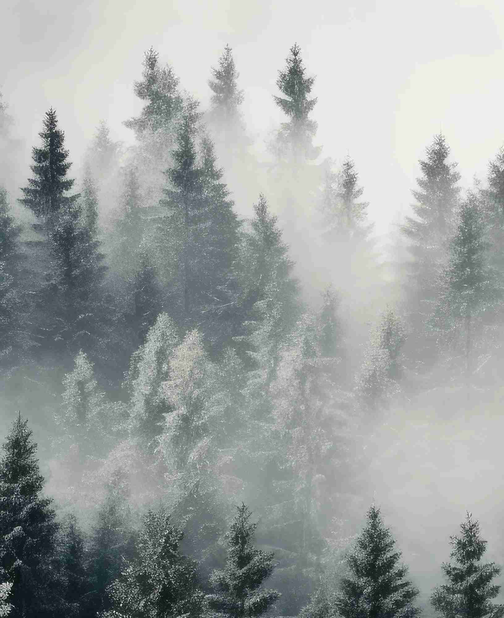 Forêt brumeuse mystique