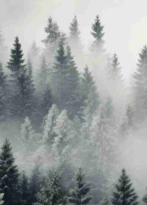 Forêt brumeuse mystique - Illulart: Papier peint panoramique