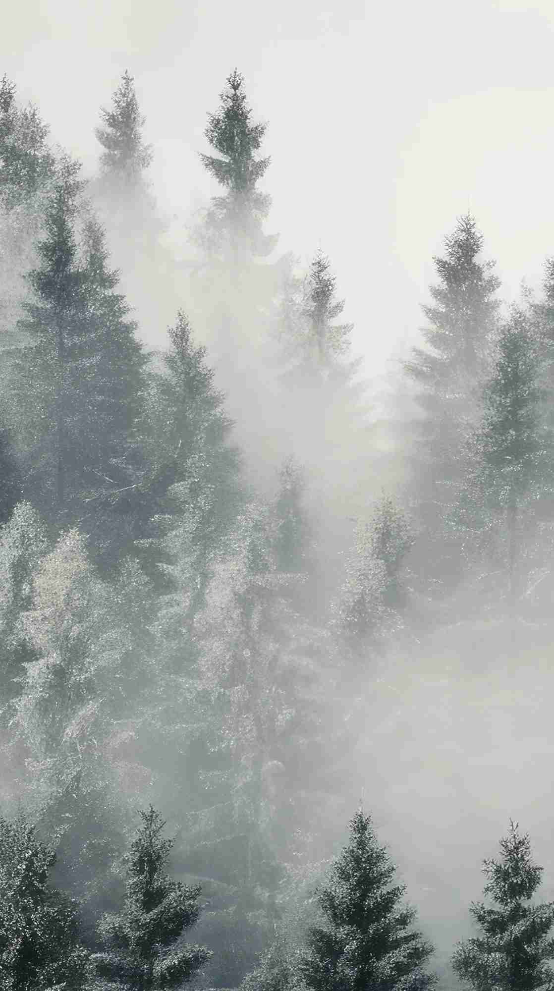 Forêt brumeuse mystique
