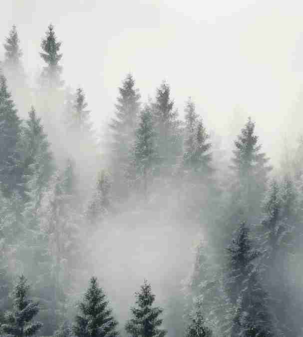 Forêt brumeuse mystique - Illulart: Papier peint panoramique