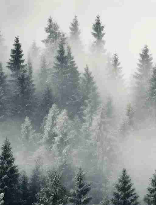 Forêt brumeuse mystique - Illulart: Papier peint panoramique