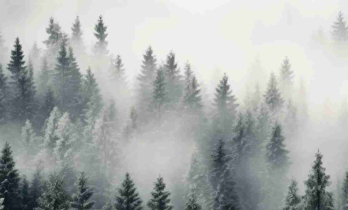 Forêt brumeuse mystique - Illulart: Papier peint panoramique