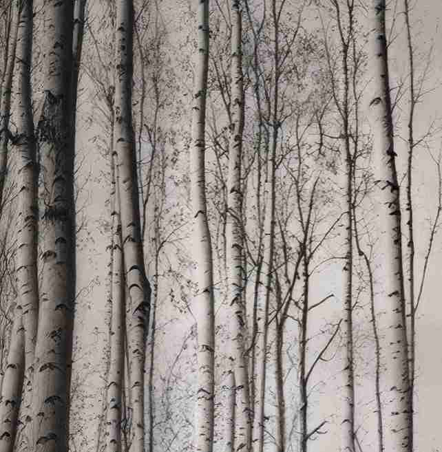 Forêt de bouleaux – Papier peint boisé en noir et blanc