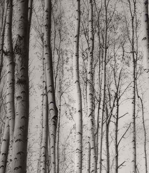 Forêt de bouleaux – Papier peint boisé en noir et blanc - Illulart: Papier peint panoramique