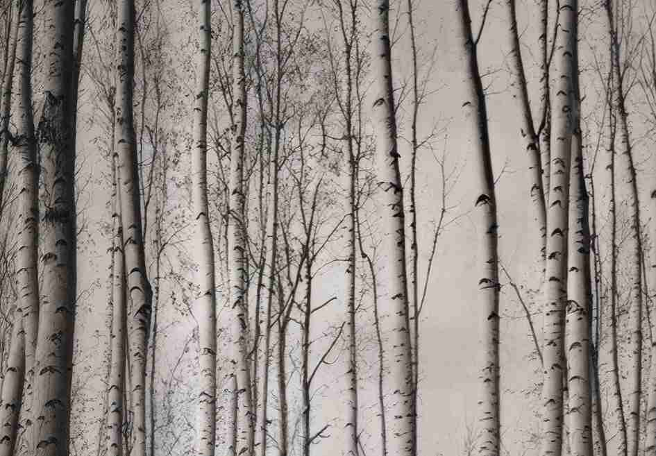 Forêt de bouleaux – Papier peint boisé en noir et blanc - Illulart: Papier peint panoramique