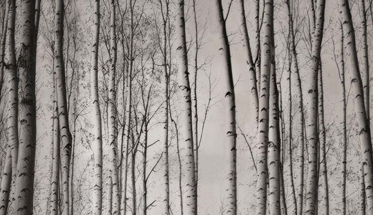 Forêt de bouleaux – Papier peint boisé en noir et blanc - Illulart: Papier peint panoramique