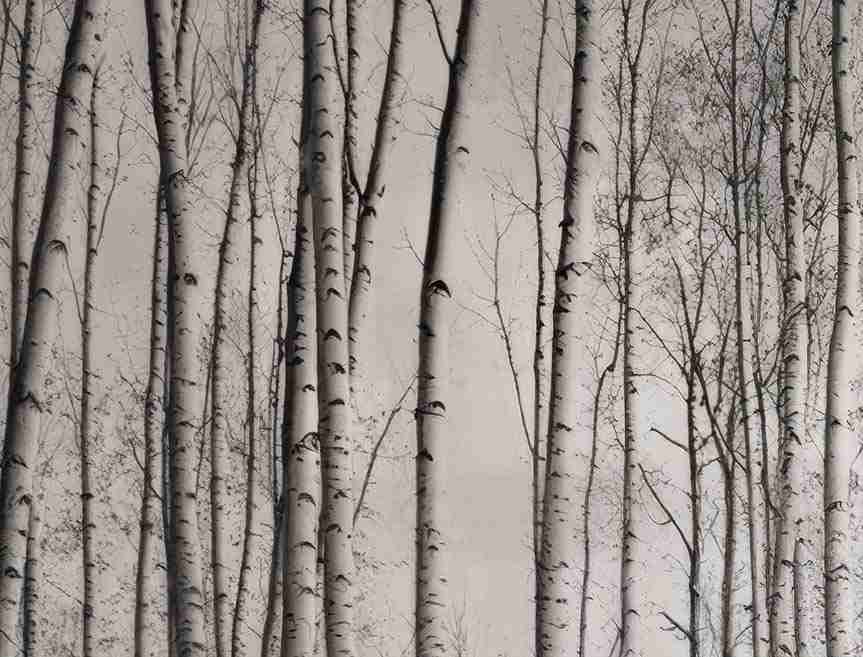 Forêt de bouleaux – Papier peint boisé en noir et blanc - Illulart: Papier peint panoramique