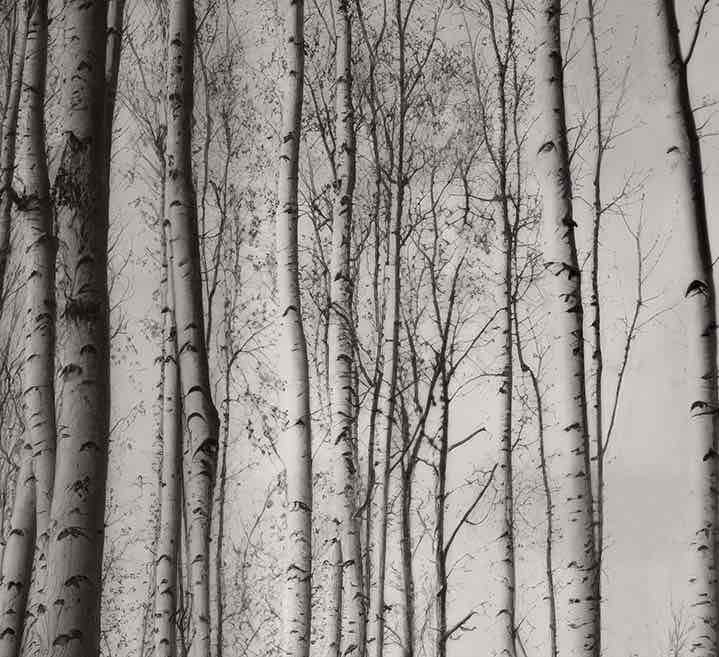 Forêt de bouleaux – Papier peint boisé en noir et blanc - Illulart: Papier peint panoramique