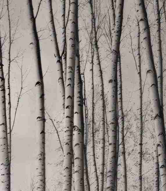 Forêt de bouleaux – Papier peint boisé en noir et blanc - Illulart: Papier peint panoramique