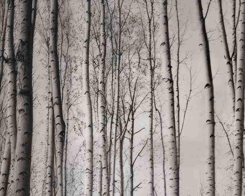 Forêt de bouleaux – Papier peint boisé en noir et blanc - Illulart: Papier peint panoramique
