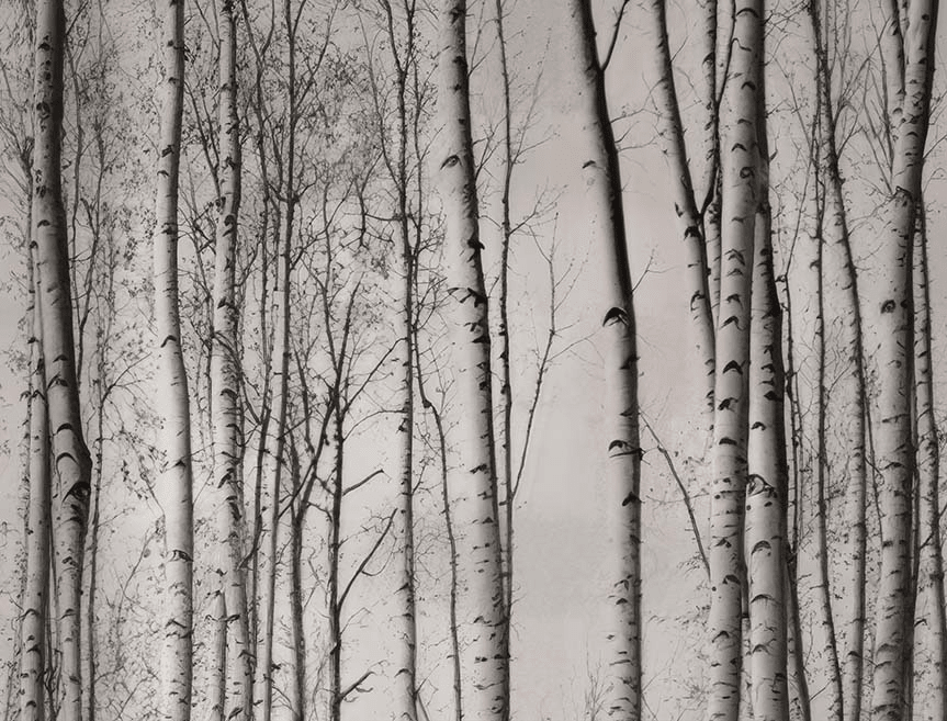 Forêt de bouleaux – Papier peint boisé en noir et blanc - Illulart: Papier peint panoramique