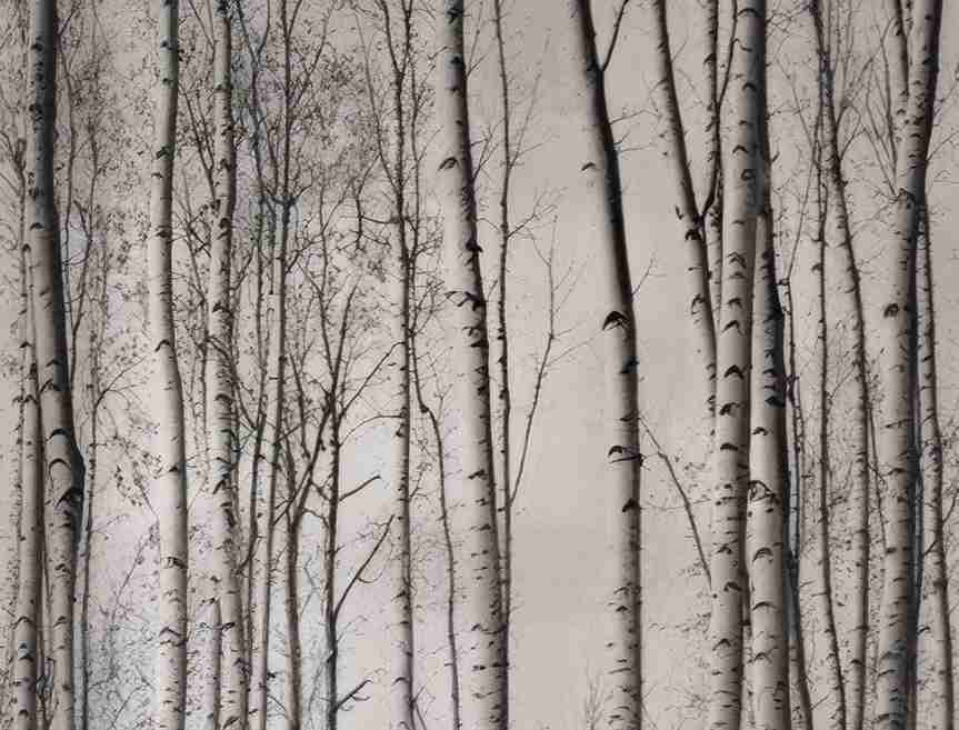 Forêt de bouleaux – Papier peint boisé en noir et blanc - Illulart: Papier peint panoramique