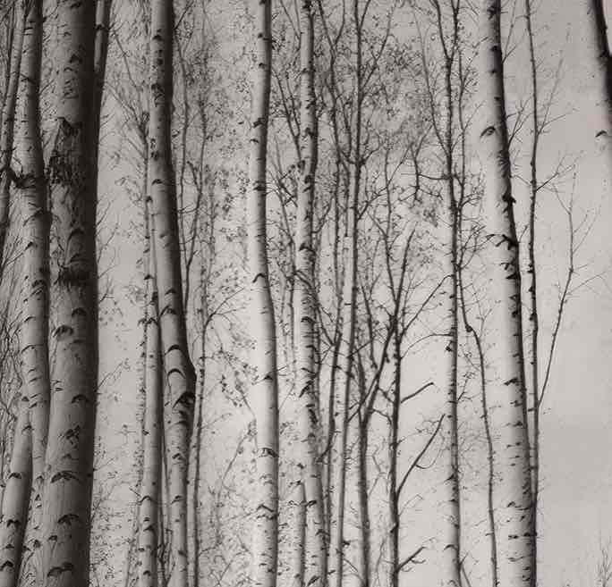 Forêt de bouleaux – Papier peint boisé en noir et blanc - Illulart: Papier peint panoramique