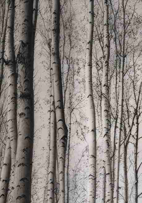 Forêt de bouleaux – Papier peint boisé en noir et blanc - Illulart: Papier peint panoramique