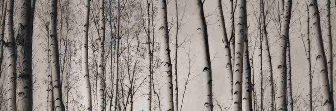 Forêt de bouleaux – Papier peint boisé en noir et blanc - Illulart: Papier peint panoramique