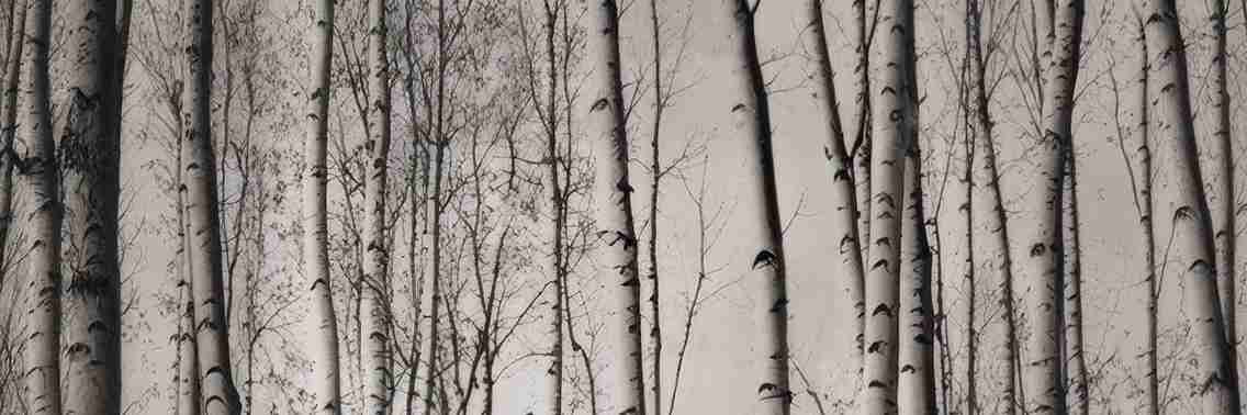 Forêt de bouleaux – Papier peint boisé en noir et blanc - Illulart: Papier peint panoramique