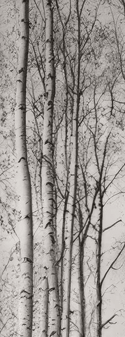 Forêt de bouleaux – Papier peint boisé en noir et blanc - Illulart: Papier peint panoramique
