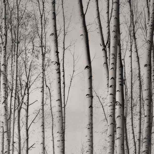 Forêt de bouleaux – Papier peint boisé en noir et blanc