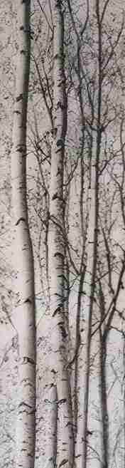 Forêt de bouleaux – Papier peint boisé en noir et blanc - Illulart: Papier peint panoramique