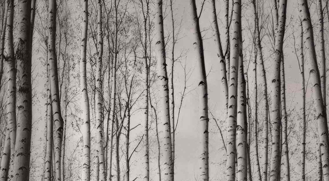 Forêt de bouleaux – Papier peint boisé en noir et blanc - Illulart: Papier peint panoramique