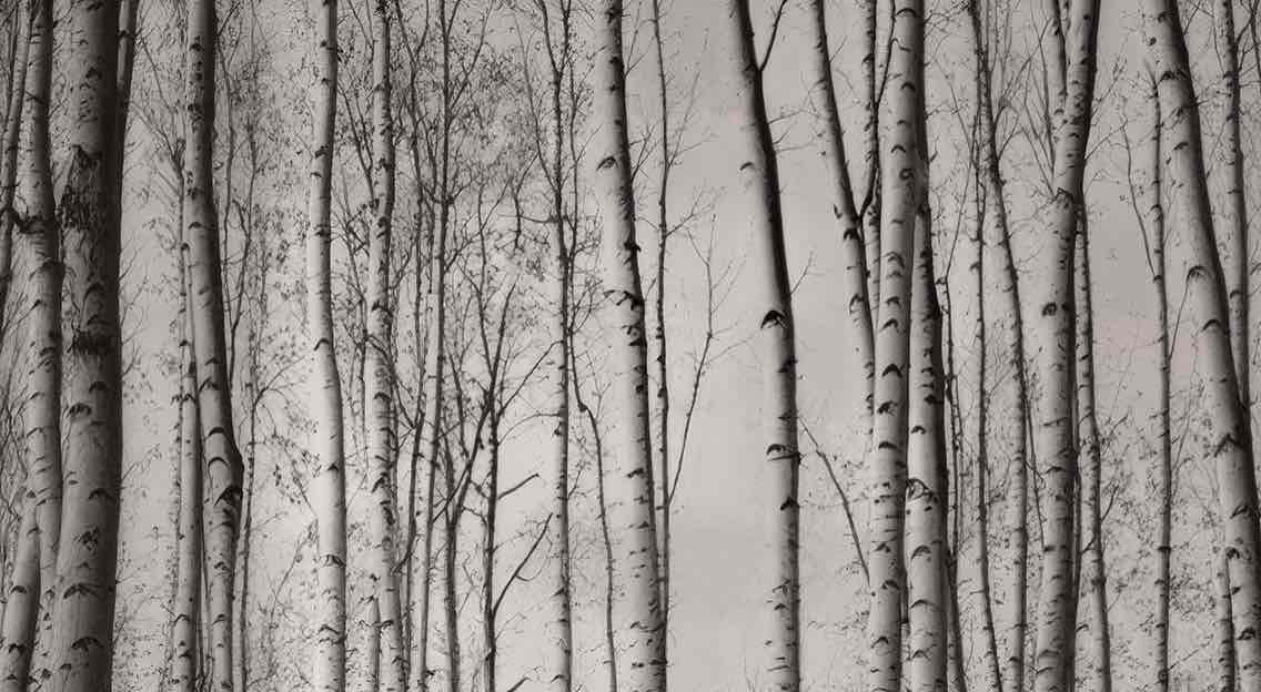 Forêt de bouleaux – Papier peint boisé en noir et blanc - Illulart: Papier peint panoramique