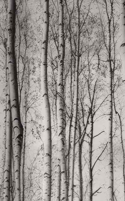 Forêt de bouleaux – Papier peint boisé en noir et blanc - Illulart: Papier peint panoramique