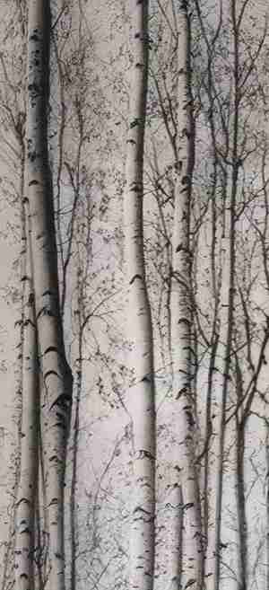 Forêt de bouleaux – Papier peint boisé en noir et blanc - Illulart: Papier peint panoramique