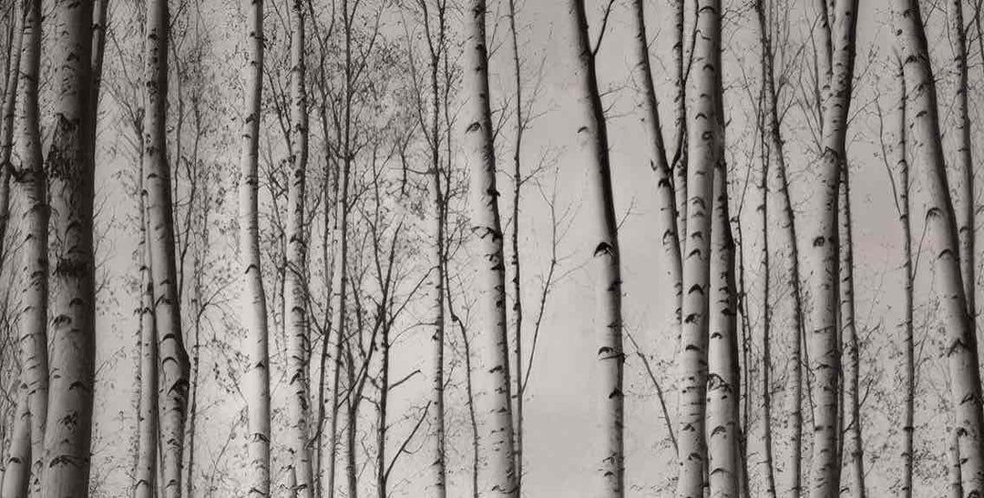 Forêt de bouleaux – Papier peint boisé en noir et blanc - Illulart: Papier peint panoramique