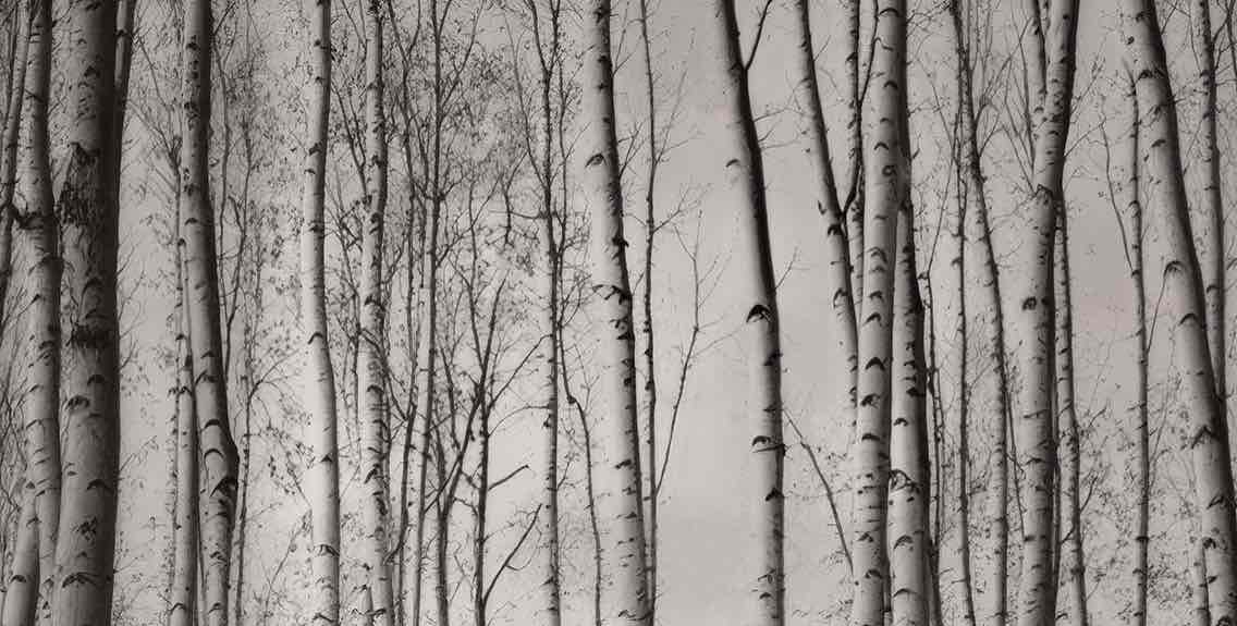 Forêt de bouleaux – Papier peint boisé en noir et blanc - Illulart: Papier peint panoramique