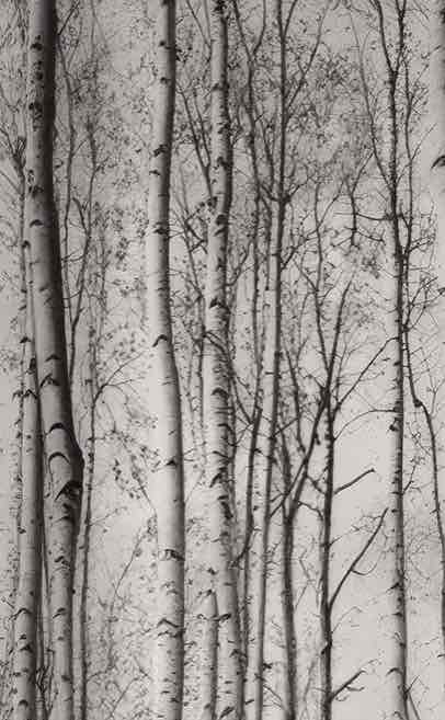 Forêt de bouleaux – Papier peint boisé en noir et blanc - Illulart: Papier peint panoramique