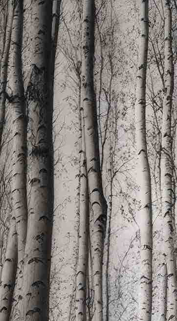 Forêt de bouleaux – Papier peint boisé en noir et blanc - Illulart: Papier peint panoramique