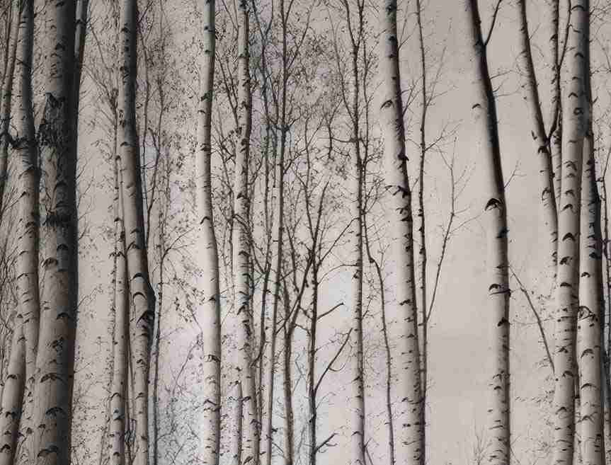 Forêt de bouleaux – Papier peint boisé en noir et blanc - Illulart: Papier peint panoramique