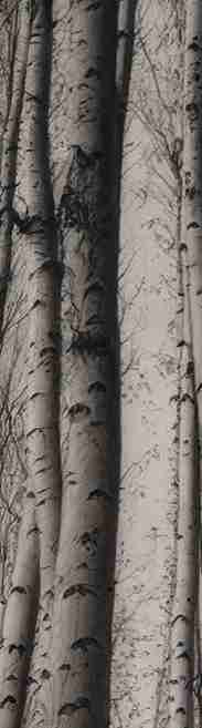 Forêt de bouleaux – Papier peint boisé en noir et blanc - Illulart: Papier peint panoramique