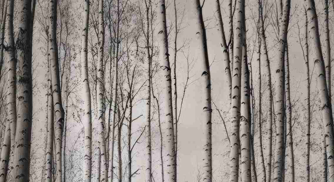 Forêt de bouleaux – Papier peint boisé en noir et blanc - Illulart: Papier peint panoramique