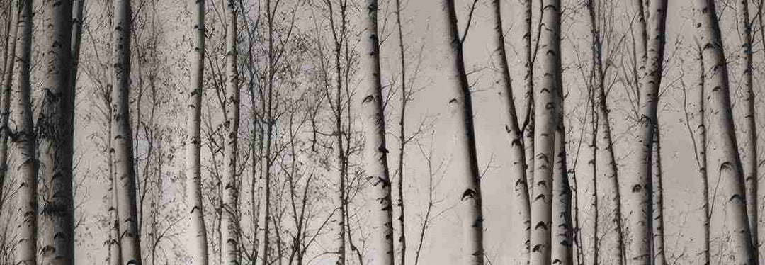 Forêt de bouleaux – Papier peint boisé en noir et blanc - Illulart: Papier peint panoramique
