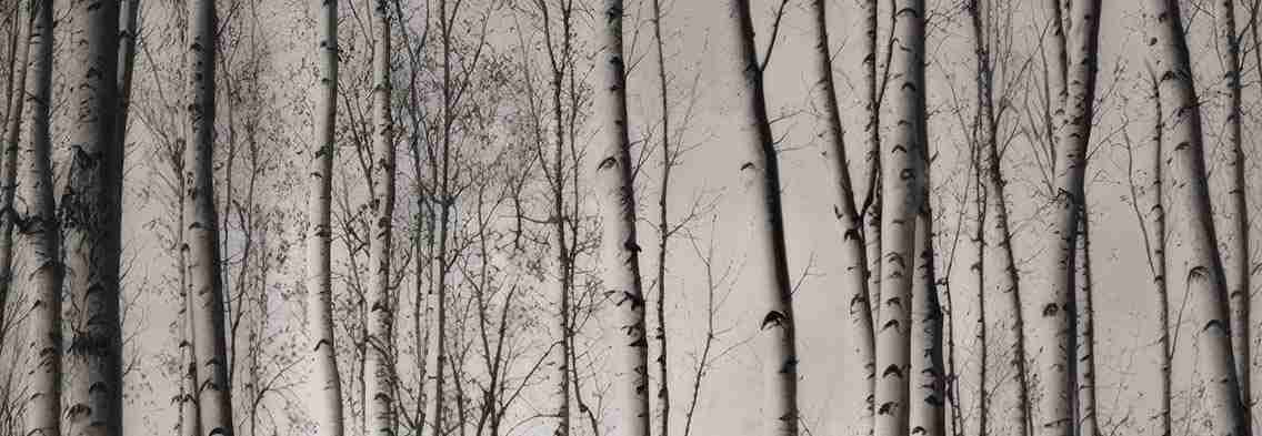 Forêt de bouleaux – Papier peint boisé en noir et blanc - Illulart: Papier peint panoramique