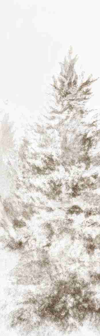 Forêt de douceur – Papier peint panoramique nature hivernale - Illulart: Papier peint panoramique