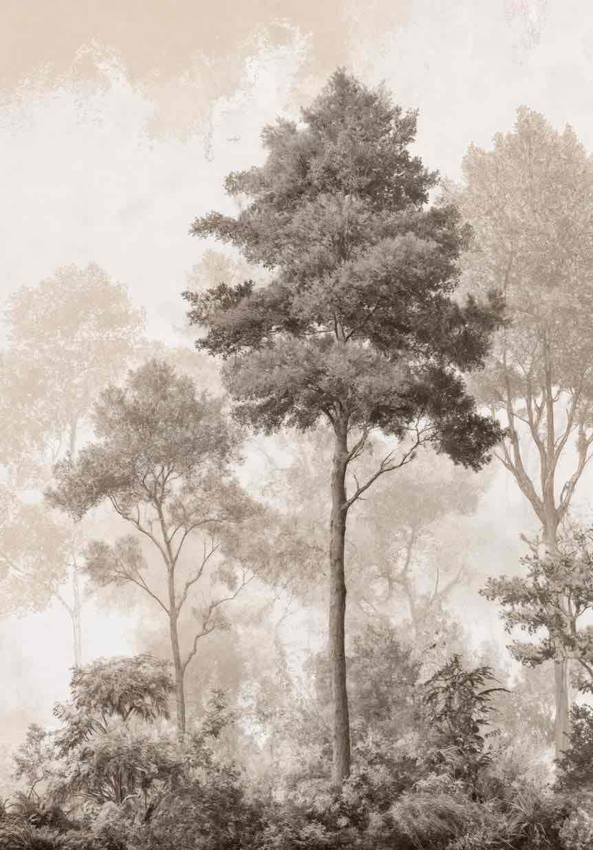 Forêt des Silences – Papier Peint Arbres Enveloppés de Brume Douce en Sépia