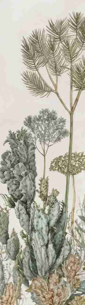 Herbarium Cactus – Papier peint botanique cactus aux tons doux et naturels - Illulart: Papier peint panoramique