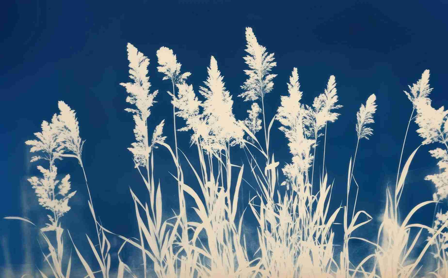Herbes Folles en Cyanotype - Illulart: Papier peint panoramique