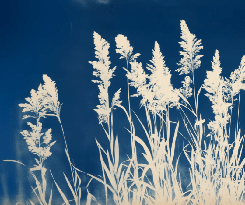 Herbes Folles en Cyanotype - Illulart: Papier peint panoramique