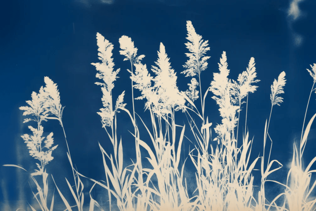 Herbes Folles en Cyanotype - Illulart: Papier peint panoramique