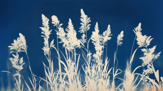 Herbes Folles en Cyanotype - Illulart: Papier peint panoramique