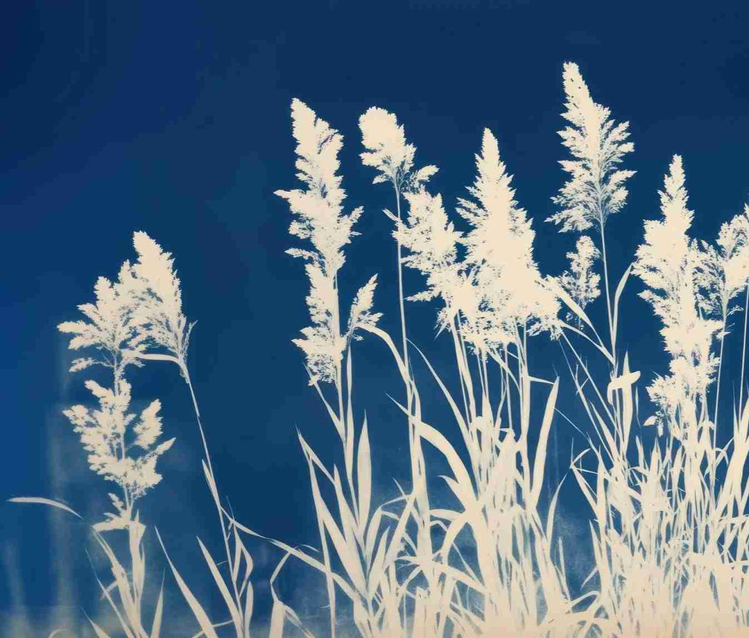 Herbes Folles en Cyanotype - Illulart: Papier peint panoramique